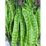 Pokok Petai Hybrid 100%