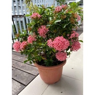 [1 keratan 枝条] Bunga ixora daun kecil / ixora cutting / 仙丹花支条