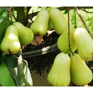 PREMIUM Bibit Tanaman Buah Jambu Air Madu Deli Segar