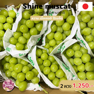 Grape-Shine muscat size 7 / 2 พวง