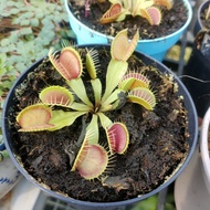 Real Plant Live Carnivorous Plant Venus Flytrap Dionaea Muscipula x 1 Pot