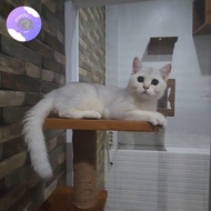 Kucing British Shorthair Bsh Non Ped Betina Silver Kitten