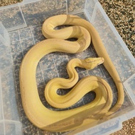 Retic goldenchild tiger motley albino lavender / reticulatus pyhton gc