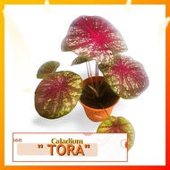 NEW ID LAUNCH Caladium : TORA [Caladium Plant / Indoor Plant / Decorative Plant