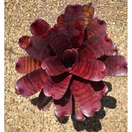 Neo Grove Red Tiger by Gha Garden House