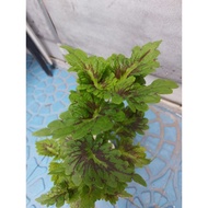 3 pcs MAYANA / COLEUS LIVE PLANT ROOTED W/ FREE CUTTINGS