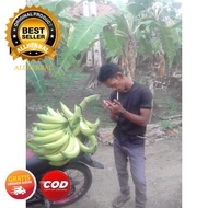 bibit pisang tanduk agung atau tanduk botol terbaik