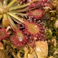 Garden Decoration Drosera capillaris | HungGarden