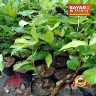 bibit jambu citra jumbo