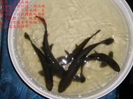 淡水 魚苗 吳郭 草魚 烏鰡 白鰱 鯽魚 鯉魚 鯰魚 加州鱸 台灣鯛 小錦鯉 小龍鯉 金魚 斑鱧  錦鯉 魚(黑、紅)