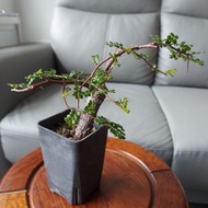 列加氏漆樹 根塊植物 已種定 出新葉 多肉植物 園藝 盆栽