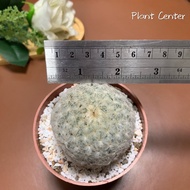 Plants Center พร้อมส่ง กระบองเพชร แคคตัส แมมขนนก Mammillaria plumosa ต้นเดี่ยว กับ ฟอร์มกอ