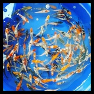 Paket Bibit/Baby Ikan Koi Blitar Mix Warna Murah Terlaris