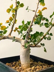 開普敦橄欖Commiphora capensis