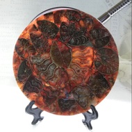 Ammonite Fossil Decoration 顺风螺摆件