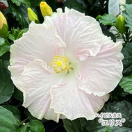 【予約販売】 ハイビスカス ニューロングライフシリーズ エリス 4号 鉢植え imk 5月下旬以降発送