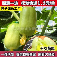 现货迷你水果黄瓜种子金童玉女小黄瓜种籽春夏秋四季盆栽阳台蔬菜种籽Mini Fruit Cucumber Seeds Golden Boy Jade Girl Gherkin20260405