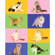 Kucing Persia - Kitten - Sudah vaksin - Bonus perlengkapan