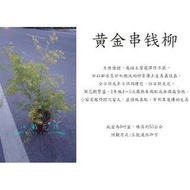 心栽花坊-黃金串錢柳/6吋/綠化植物/綠籬植物/售價120特價100