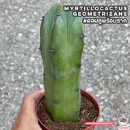 ตอบลูพร้อมราก ( Myrtillocactus Geometrizans ) ตอกราฟไม้ แคคตัส กระบองเพชร cactus&amp;succulent