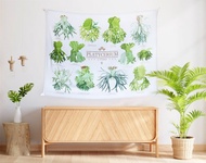 12交種-鹿角蕨插畫-圖鑑-掛布-青青小樹