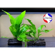 AQUARIUM AQUASCAPE DECORATIVE PLANT🌱MICROSORIUM PTEROPUS JAVA FERN铁皇冠 |AQUA WATER PLANT POKOK HIDUP AQUAPLANT