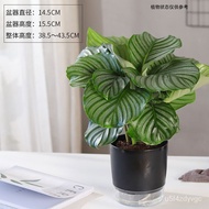 Hydroponic Large Leaf Calathea Rotundifolia CV. Fasciata Office Hydroponic Desktop Green Plant Pot I