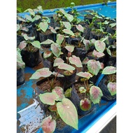 Caladium Ameera