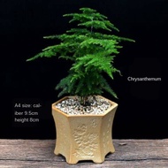 seed Home Decoration Green plants Artificial plant Asparagus pot hijau tanaman desktop bunga bonsai 