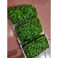 20cm box of pink moss, semi-terrarium moss, terrarium moss, mini moss, miniatures