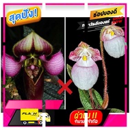 [ Bed Room ] Paph.micranthum x Paph.rungsuriyanum(ต้นเล็ก) [ สินค้าเกรดพรีเมี่ยม คุณภาพดี ]