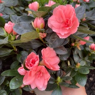 H2O - [Limited Stock] CNY Azalea (Import from Belgium) Live Plant