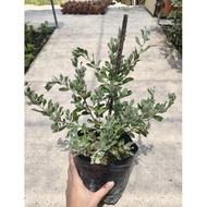 JNJ - Texas Sage / Leucophyllum frutescens 玉芙蓉【outdoor plant 】