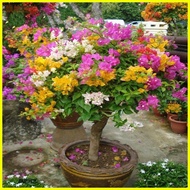 ♞Colorful Dwarf Bougainvillea Flower Seeds for Planting (20 Seeds ) Bougainvillea Pants