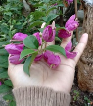 Bougenville Anggur Ungu Ori Bugenvil Import Jenis Anggur