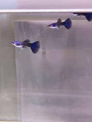 Blue Head Black Moscow Guppy Live Fish蓝头黑莫斯科