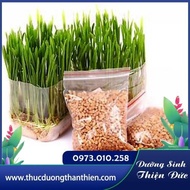 Australian Organic Wheat Seeds - Wheat Grass Can Be Grown