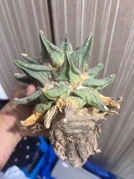 實生龍牙怒濤牡丹