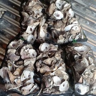 NAJ Fish Oyster Oyster Shell 2Kg Waring 40x25 Aquarium Pond Filter Media