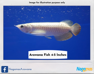 Nagamas - Golden Crossback Arowana Fish (1 unit - around 4-5 inches)