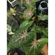 Keladi Galaxy RED STAR @Caladium Red Star