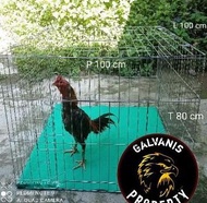 Kurungan Tenggaran Umbaran Ayam Jago Bangkok Pakhoy Besi Galvanis Asli