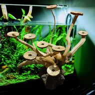 Bonsai Tree inspired Driftwood for Aquarium Aquascape