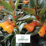 GNC - Live Plant Gold Fish Nemathantus Pokok Gantung Ikan Emas 金鱼花