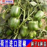 蔬菜種子 種籽荷蘭3166進口綠色甜椒種子 種籽綠圓椒菜椒方椒圓辣椒菜種籽hn