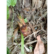 1 anak pokok pisang tanduk
