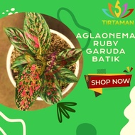 Aglonema Ruby Garuda / Aglaonema Rubi Batik Merah