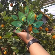 bibit tanaman buah jeruk nagami/kumquat-bibit jeruk mini nagami super
