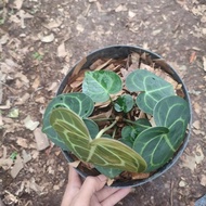 Miliki Anthurium Tarantula/Kuping Gajah Tarantula