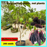 [ปลูกง่ายในประเทศไทย] 200 บอนไซสด Mulberry seeds เมล็ดผลไม้แคระสำหรับการปลูก เมล็ดพืชหม่อน เมล็ดพืชผลไม้ Mulberry Live Plant สำหรับขาย เมล็ดพืชในร่ม